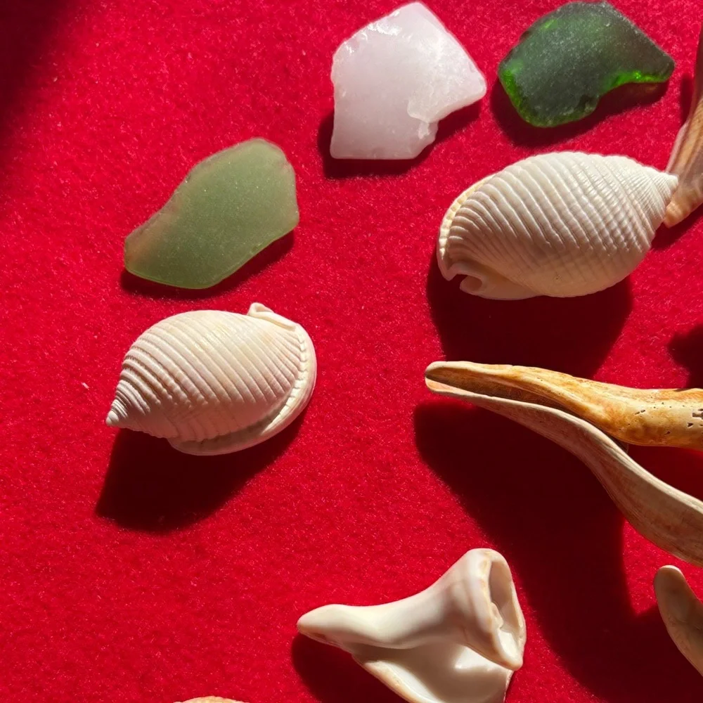 Natural Seashell Collection - Picture 7 of 10